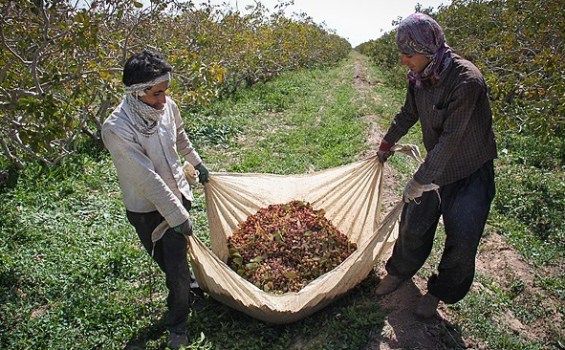 وضعیت قرمز کشاروزی در استان/ لزوم توسعه باغات طلای سبز