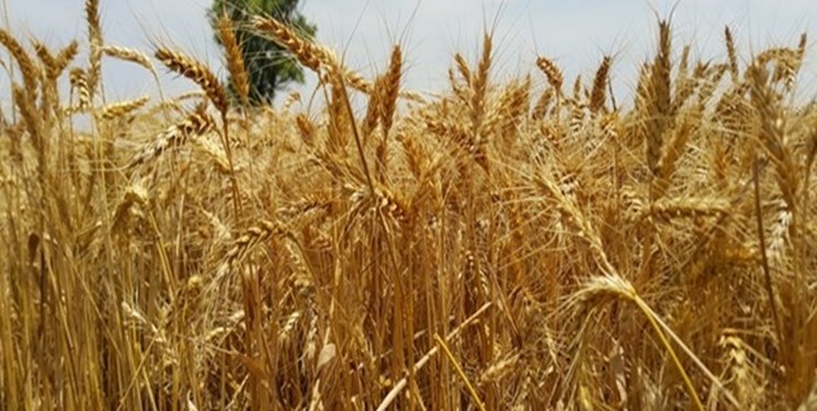 خروج بدون مجوز گندم از استان ممنوع می باشد خروج بدون مجوز گندم از استان ممنوع می باشد