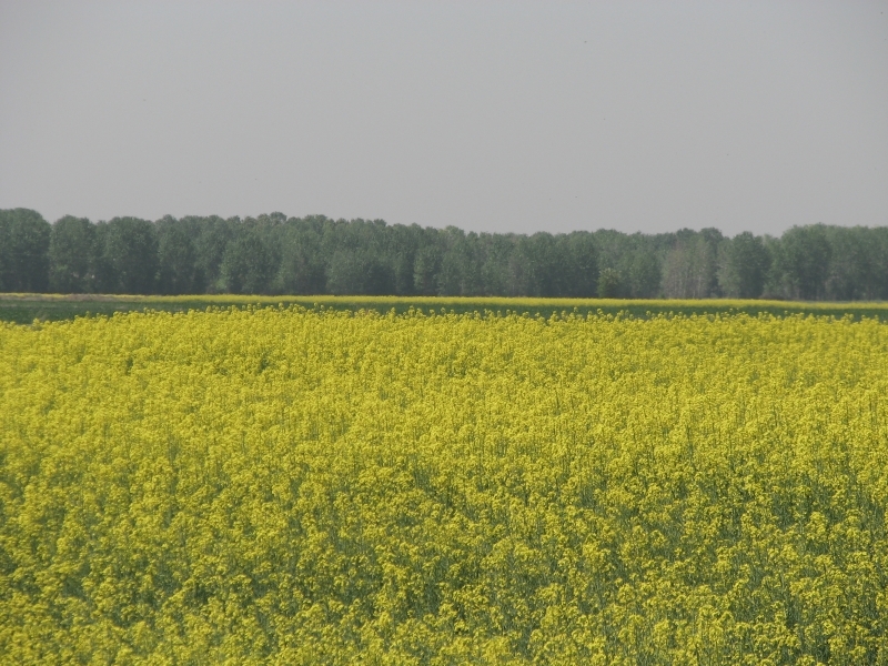 آغاز قرارداد با کلزاکاران در البرز آغاز آغاز قرارداد با کلزاکاران در البرز آغاز