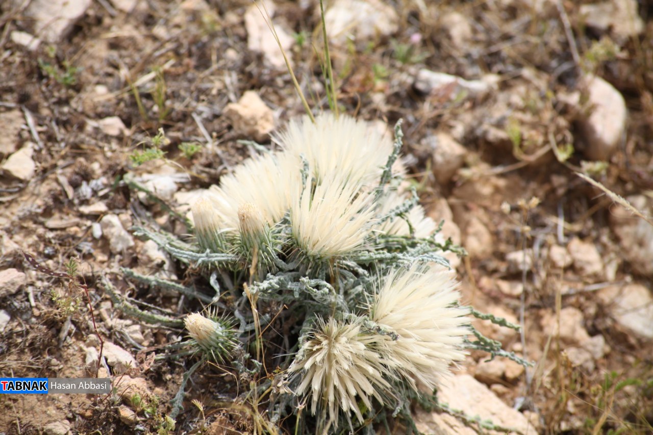 دره شاهی دره شاهی