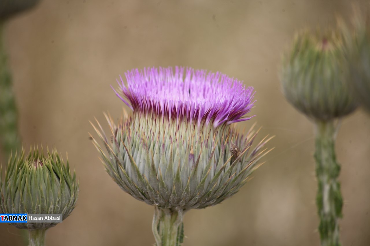دره شاهی دره شاهی