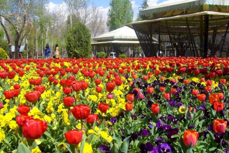 جشنواره لاله های کرج از ۱۰ فروردین پذیرای علاقمندان است جشنواره لاله های کرج از ۱۰ فروردین پذیرای علاقمندان است