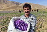 ۱۵۰۰ کیلو کلاله زعفران خشک از مزارع استان چهارمحال و بختیاری برداشت می‌شود