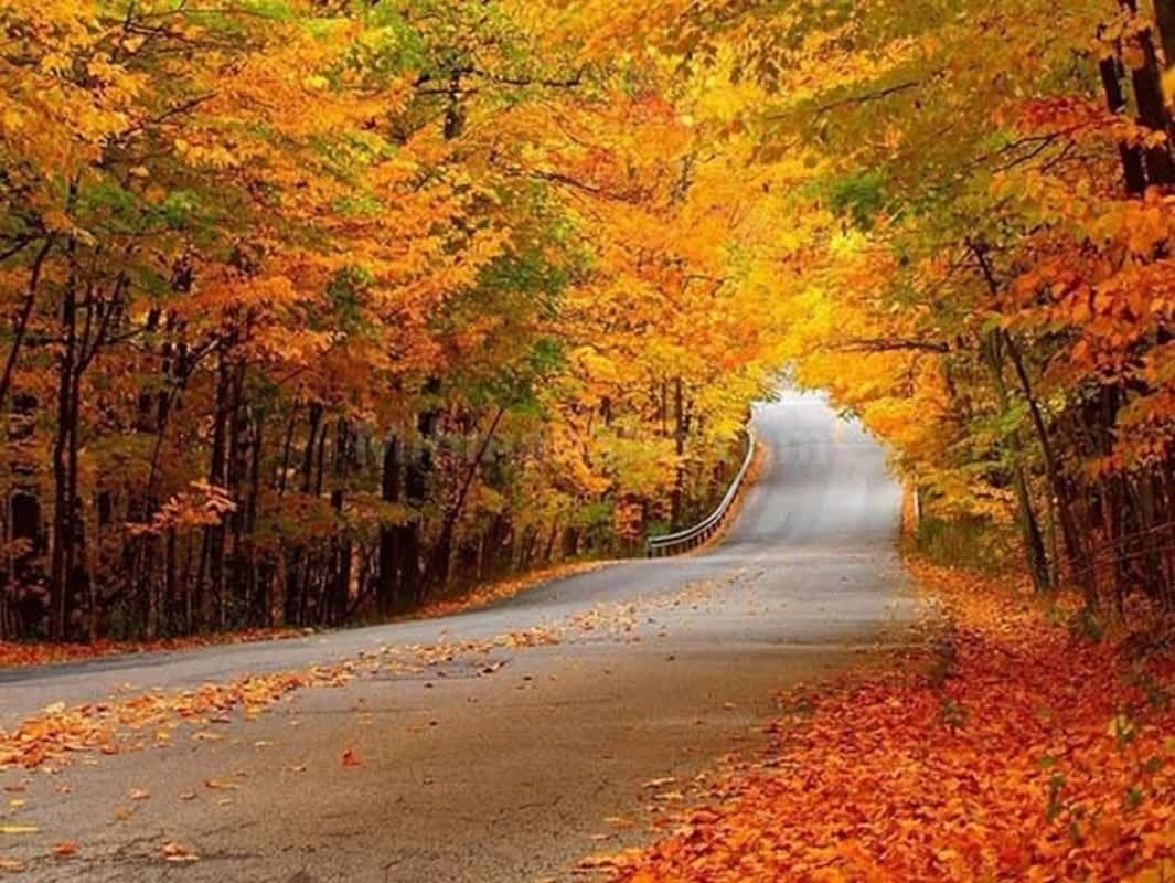 برگزاری جشنواره عکاسی « برگ‌ریزان گرگان»