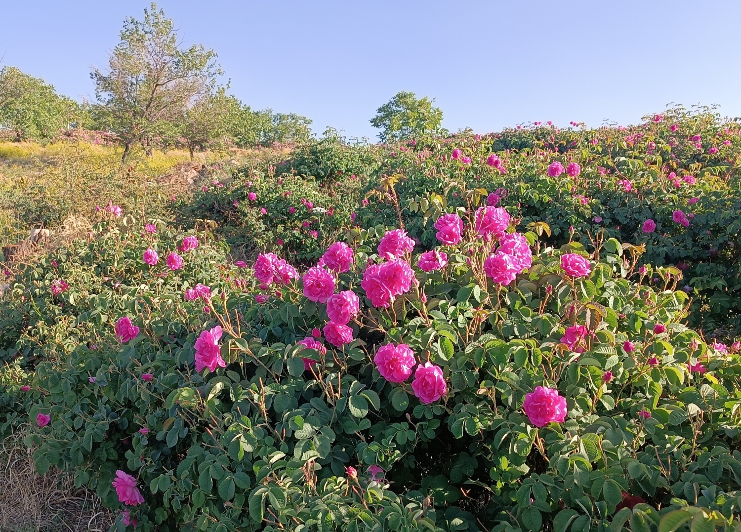 خنکترین منطقه کرمان با شهرت جهانی در عطر و طعم گلاب/لالهزار نامزد شایسته خنکترین منطقه کرمان با شهرت جهانی در عطر و طعم گلاب/لالهزار نامزد شایسته