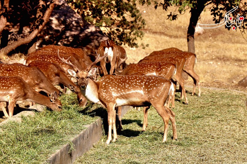 از جزیره اشک تا مانشت ایلام/داستان نجات موفق گوزن زرد ایرانی+فیلم
