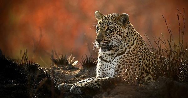 پس از سالها ثبت تصویر «پلنگ ایرانی» برای نخستینبار در پارک ملی قطرویه فارس+فیلم پس از سالها ثبت تصویر «پلنگ ایرانی» برای نخستینبار در پارک ملی قطرویه فارس+فیلم