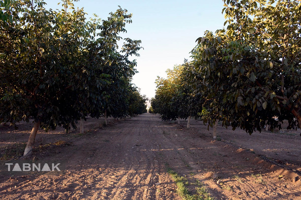 برداشت گردو اصلاح شده با دستگاه مکانیزه