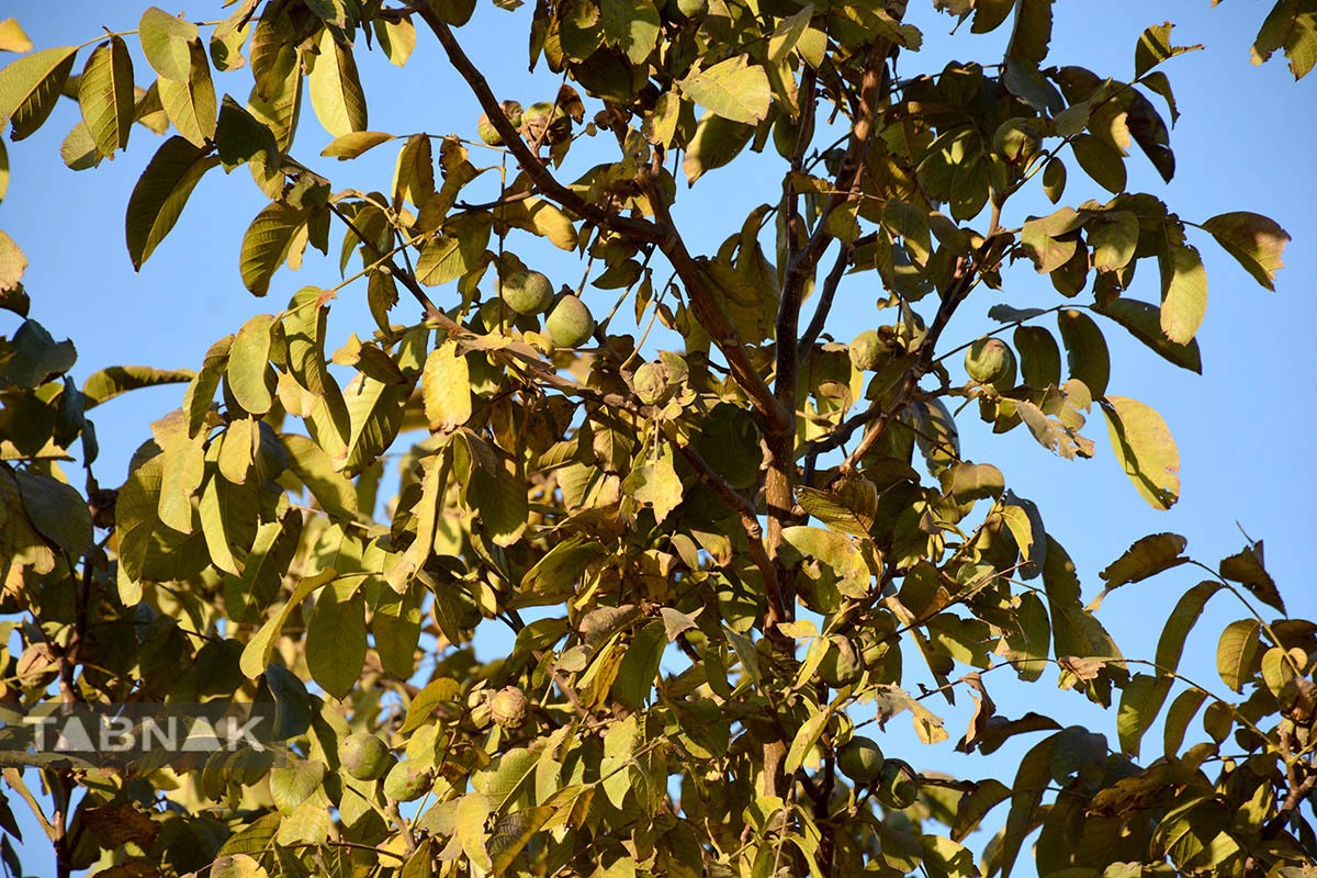 برداشت گردو اصلاح شده با دستگاه مکانیزه