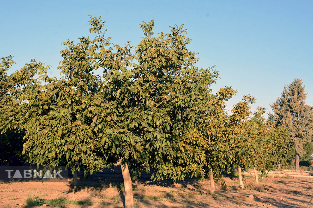 برداشت گردو اصلاح شده با دستگاه مکانیزه