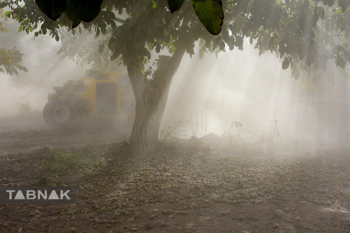برداشت گردو اصلاح شده با دستگاه مکانیزه