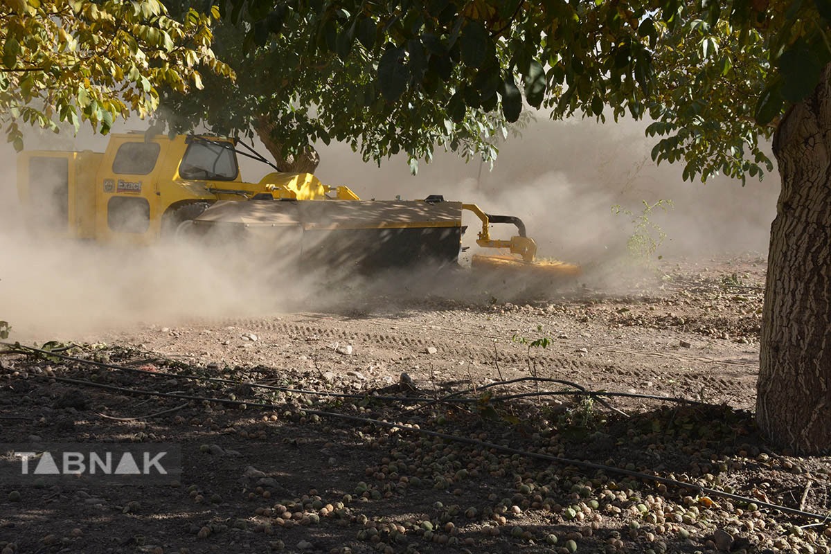 برداشت گردو اصلاح شده با دستگاه مکانیزه