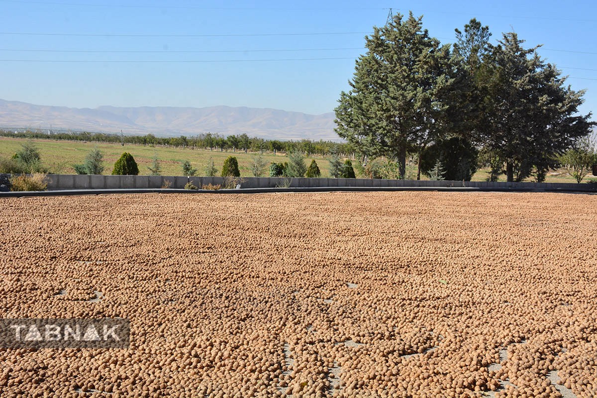 برداشت گردو اصلاح شده با دستگاه مکانیزه