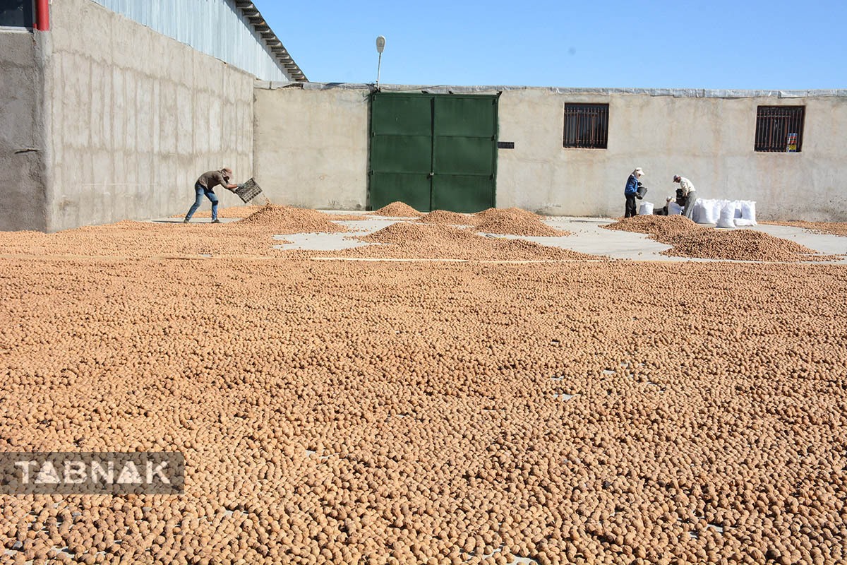 برداشت گردو اصلاح شده با دستگاه مکانیزه