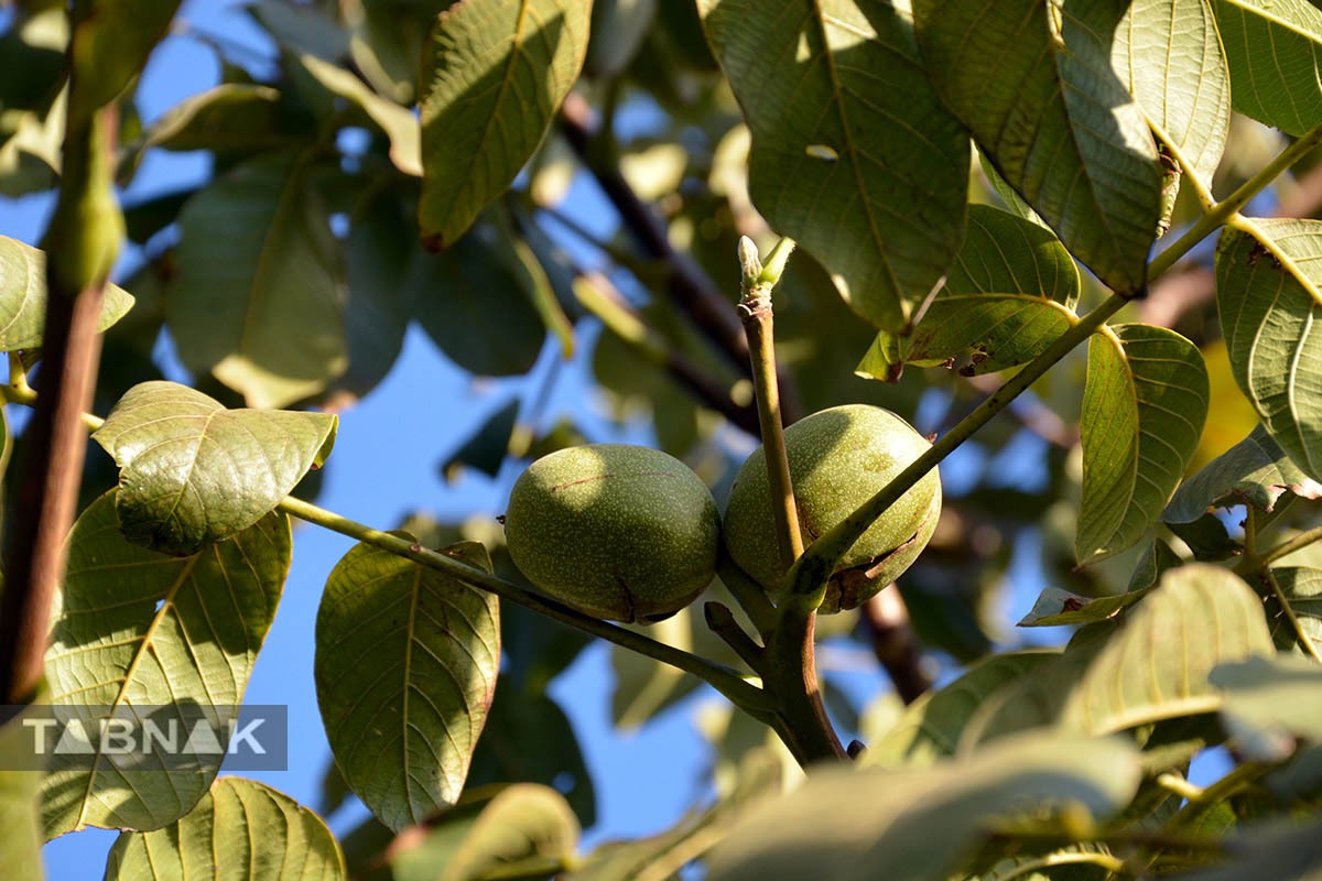 برداشت گردو اصلاح شده با دستگاه مکانیزه