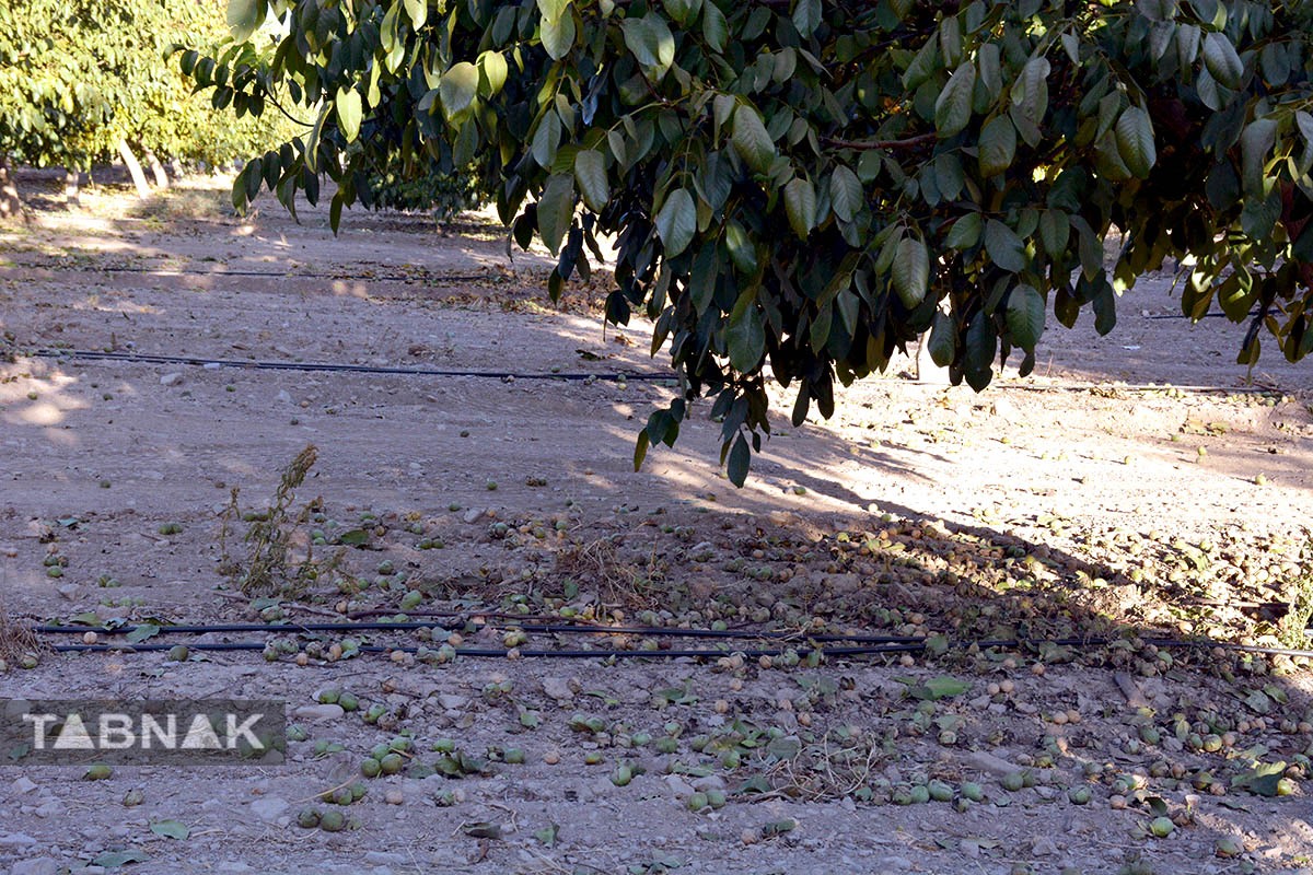 برداشت گردو اصلاح شده با دستگاه مکانیزه
