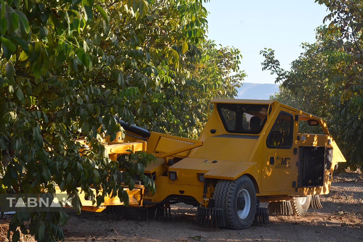 برداشت گردو اصلاح شده با دستگاه مکانیزه