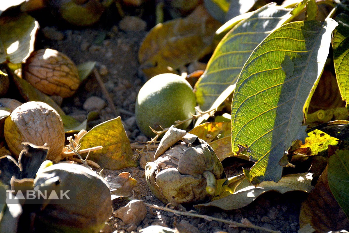 برداشت گردو اصلاح شده با دستگاه مکانیزه