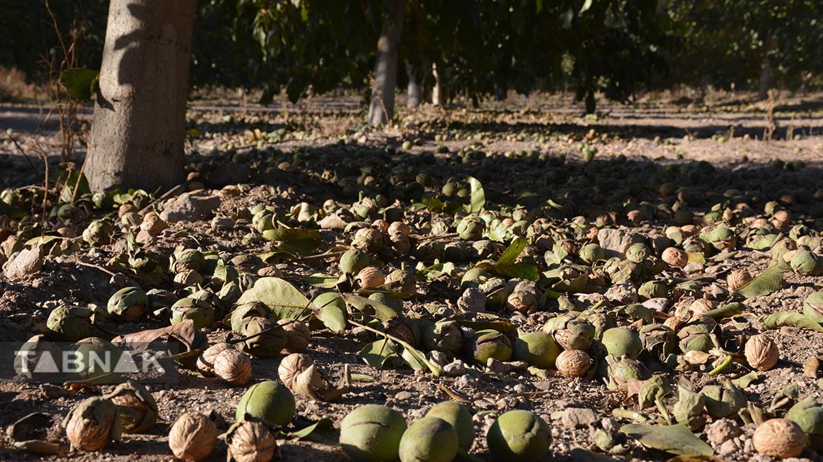 برداشت گردو اصلاح شده با دستگاه مکانیزه