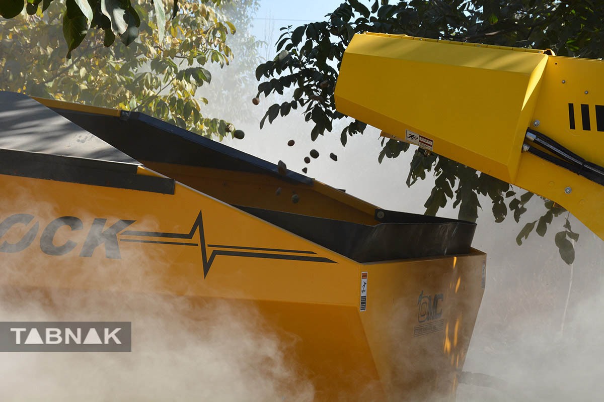 برداشت گردو اصلاح شده با دستگاه مکانیزه