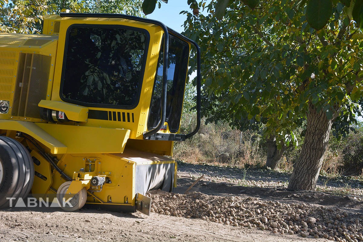 برداشت گردو اصلاح شده با دستگاه مکانیزه