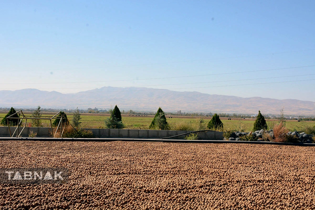 برداشت گردو اصلاح شده با دستگاه مکانیزه