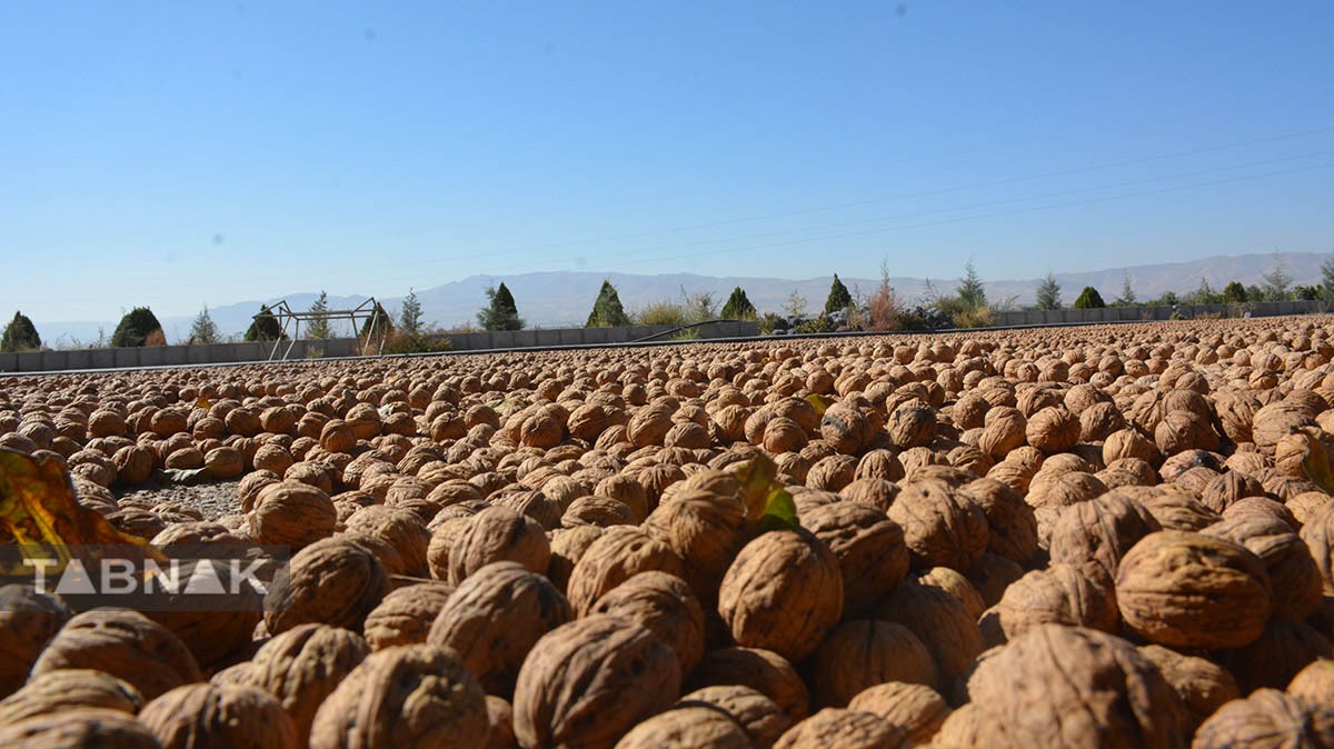 برداشت گردو اصلاح شده با دستگاه مکانیزه