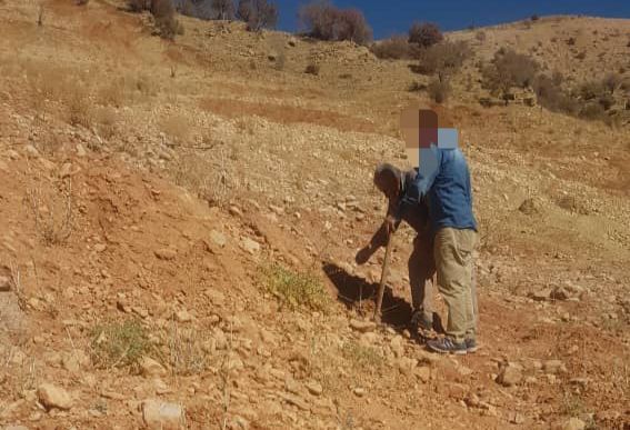 متهمان تخریب منابع طبیعی به کاشت گون و آنغوزه محکوم شدند