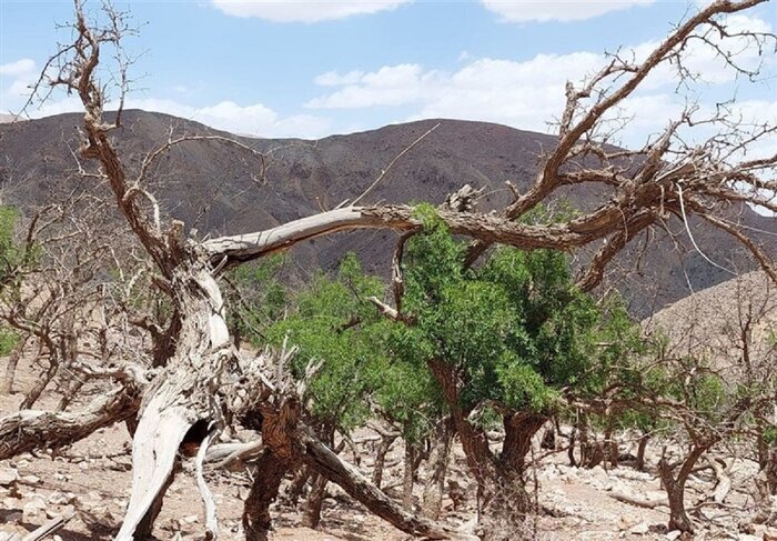 تداوم خشکی پاییزی با آمار «صفر» میلیمتر بارش در کهگیلویه و بویراحمد تداوم خشکی پاییزی با آمار «صفر» میلیمتر بارش در کهگیلویه و بویراحمد
