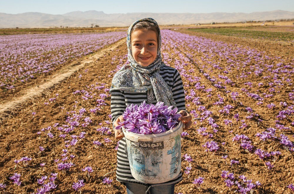 جهش تولید زعفران در اردبیل/ پیشبینی برداشت ۵۲۰ کیلوگرم زعفران جهش تولید زعفران در اردبیل/ پیشبینی برداشت ۵۲۰ کیلوگرم زعفران