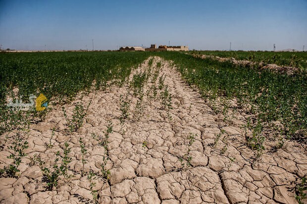 ضرر و زیان ۲۰ همتی گلستان در حوزه کشاورزی/ محیطهای گردشگری گلستان توانمند نیست ضرر و زیان ۲۰ همتی گلستان در حوزه کشاورزی/ محیطهای گردشگری گلستان توانمند نیست