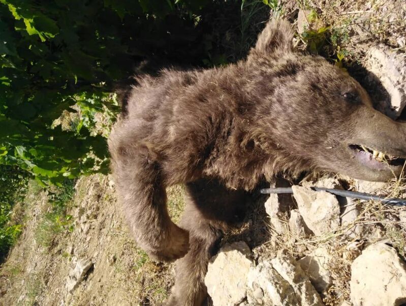 از اتاق جلسات تا دل جنگلها؛ آزمون سخت حکمرانی زیستمحیطی در کهگیلویه و بویراحمد از اتاق جلسات تا دل جنگلها؛ آزمون سخت حکمرانی زیستمحیطی در کهگیلویه و بویراحمد