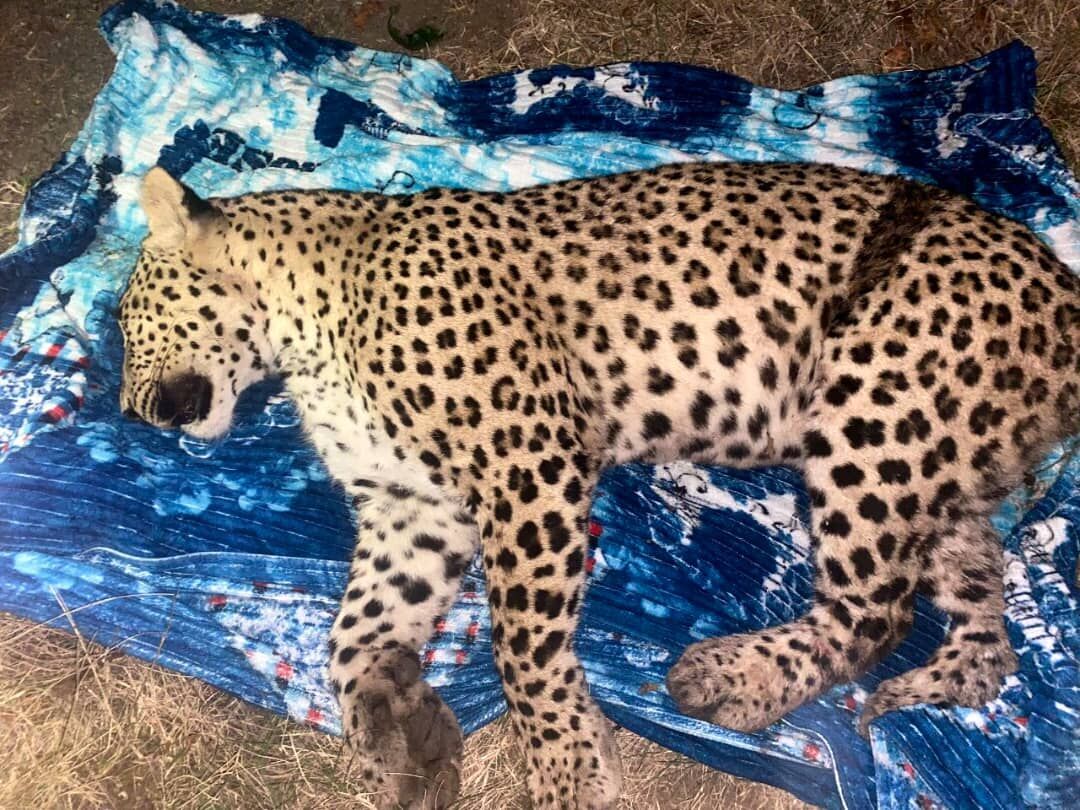 پیدا شدن توله پلنگ ایرانی در بشاگرد+فیلم