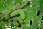 کرم برگ‌خوار پاییزه به مزارع استان رسید/۳۰۰ محصول در معرض تهدید