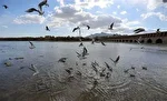 اصفهان بدون پرندگان مهاجر؛ فصل آخر یک سریال آبی